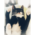 Viktoria’s GC