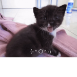 -+ Foodie’z +-