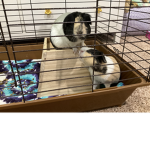 GUINEA PIGGLE!!