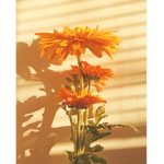 sunflower </3