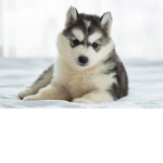 Hitch Huskies Rule