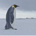 Team penguin/Fred the penguin