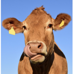 Cult of Cows