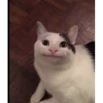 Chi The Cat