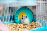 cute hamseter