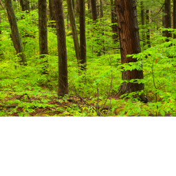 horror forest