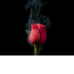 the last petal