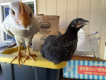 Chicki group