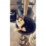 Ik hou van katjes groep