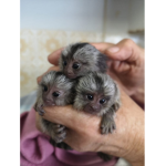Marmoset Fam