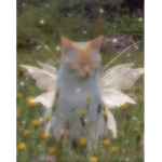 ᴀᴜʀᴏʀᴀ’s ᴋᴀᴛ