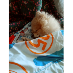 강아지복동이