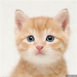 Kitty Likers!