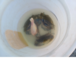 Rileys Rats