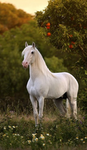 **maple springs riding club**