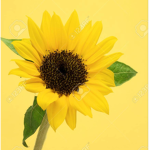 <3THE SUNFLOWERS<3