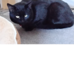 Kitty animation