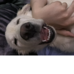 happy pants