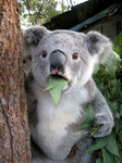 <Blue koala studios>