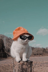 - Katz ice -