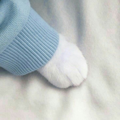 Cat hand Roblox decal