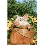 the animal farm~