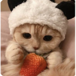 iitxddy_bear11