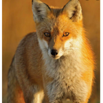 The Fox valley