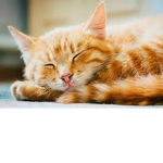 !Orange Cats United!