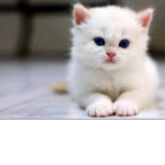 Team cat paws