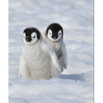 -|Penguin Luvs|-