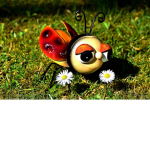 The insect group