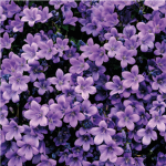 Lilac.Garden
