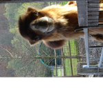 Tiere sind toll