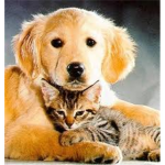 Dog and Cat Lovez:)