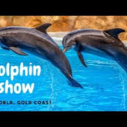 Affinity Dolphin!!