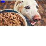 happy dogfood family