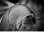 Equine Design ❤
