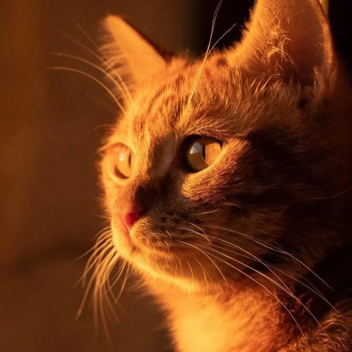 (БЕСПЛАТНО! 😢 ) СИМБА МЛАДШИЙ ПОХОРОНЫ... 😢 