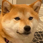댕댕이와 독자듵