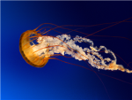 jelly Group Thumbnail