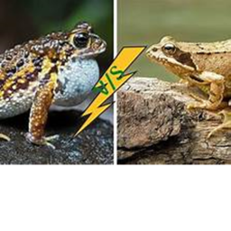 Frogs/VS\Toad EXTREME CTF