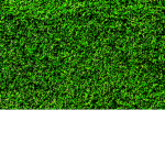 PLANTTTTT