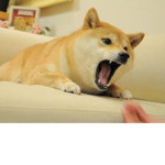 🔥Doge Squad IS LIFE🔥