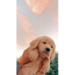 Aesthetic sunny ~