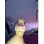!Duckies!