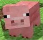 Pig group