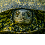 Turtle Gang On Top