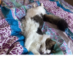 Cat & kitten club