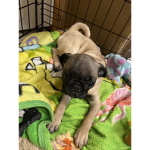 Official Polly the pug group